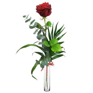 Single růže s vázou